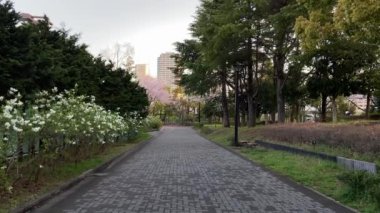 Japonya 'da kiraz çiçekleri, Tokyo