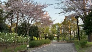 Japonya 'da kiraz çiçekleri, Tokyo