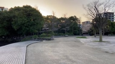 Japonya 'da kiraz çiçekleri, Tokyo