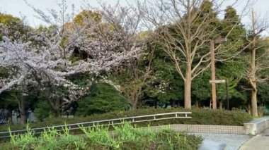 Japonya 'da kiraz çiçekleri, Tokyo