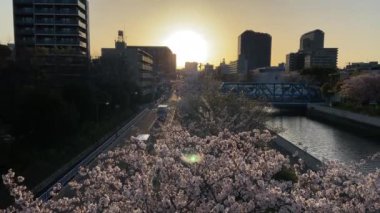 Japonya 'da kiraz çiçekleri, Tokyo