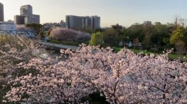 Japonya 'da kiraz çiçekleri, Tokyo