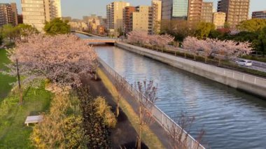 Japonya 'da kiraz çiçekleri, Tokyo