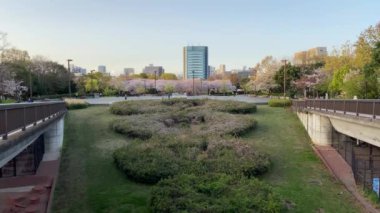 Japonya 'da kiraz çiçekleri, Tokyo