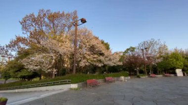 Japonya 'da kiraz çiçekleri, Tokyo