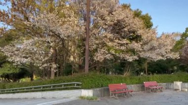 Japonya 'da kiraz çiçekleri, Tokyo