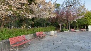 Japonya 'da kiraz çiçekleri, Tokyo