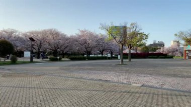 Japonya 'da kiraz çiçekleri, Tokyo