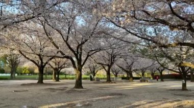 Japonya 'da kiraz çiçekleri, Tokyo