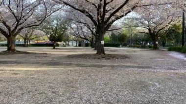 Japonya 'da kiraz çiçekleri, Tokyo