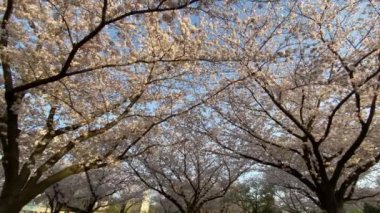 Japonya 'da kiraz çiçekleri, Tokyo