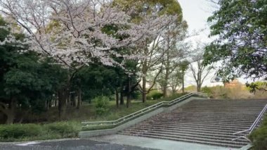 Japonya 'da kiraz çiçekleri, Tokyo