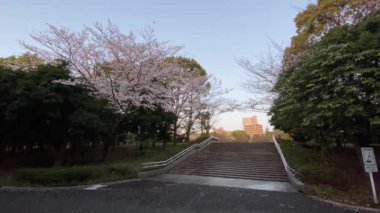 Japonya 'da kiraz çiçekleri, Tokyo