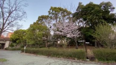 Japonya 'da kiraz çiçekleri, Tokyo