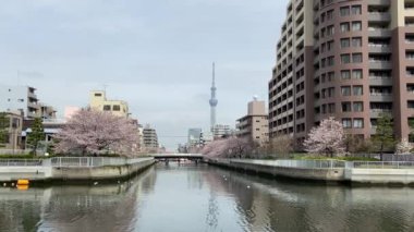 Japonya 'da kiraz çiçekleri, Tokyo