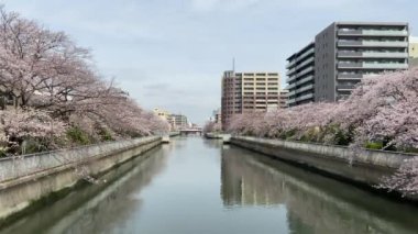 Japonya 'da kiraz çiçekleri, Tokyo