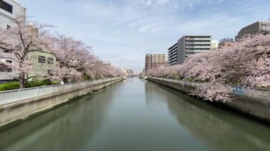 Japonya 'da kiraz çiçekleri, Tokyo