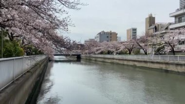 Japonya 'da kiraz çiçekleri, Tokyo