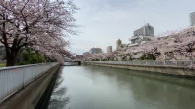 Japonya 'da kiraz çiçekleri, Tokyo