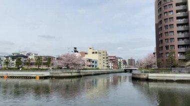 Japonya 'da kiraz çiçekleri, Tokyo
