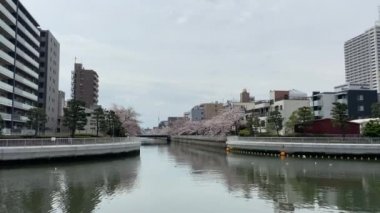 Japonya 'da kiraz çiçekleri, Tokyo