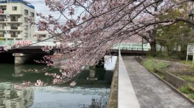 Japonya 'da kiraz çiçekleri, Tokyo
