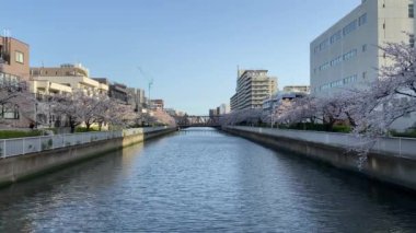 Japonya 'da kiraz çiçekleri, Tokyo
