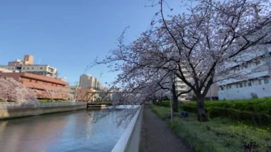 Japonya 'da kiraz çiçekleri, Tokyo