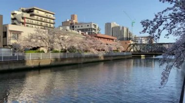 Japonya 'da kiraz çiçekleri, Tokyo