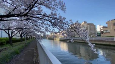 Japonya 'da kiraz çiçekleri, Tokyo