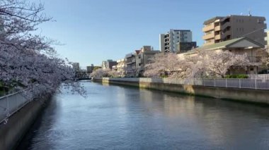Japonya 'da kiraz çiçekleri, Tokyo
