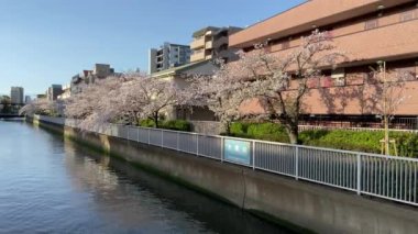Japonya 'da kiraz çiçekleri, Tokyo