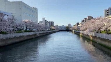 Japonya 'da kiraz çiçekleri, Tokyo