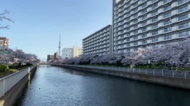 Japonya 'da kiraz çiçekleri, Tokyo