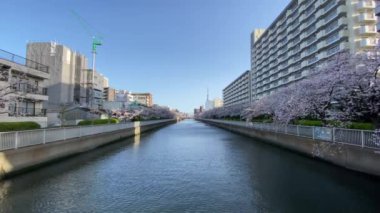 Japonya 'da kiraz çiçekleri, Tokyo