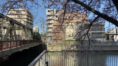 Japonya 'da kiraz çiçekleri, Tokyo