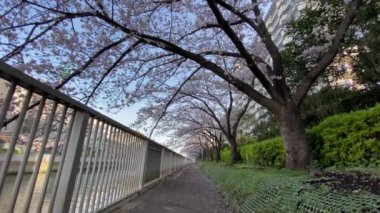 Japonya 'da kiraz çiçekleri, Tokyo