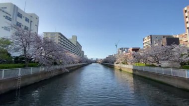 Japonya 'da kiraz çiçekleri, Tokyo