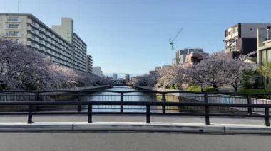 Japonya 'da kiraz çiçekleri, Tokyo
