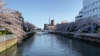 Japonya 'da kiraz çiçekleri, Tokyo