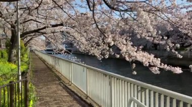 Japonya 'da kiraz çiçekleri, Tokyo