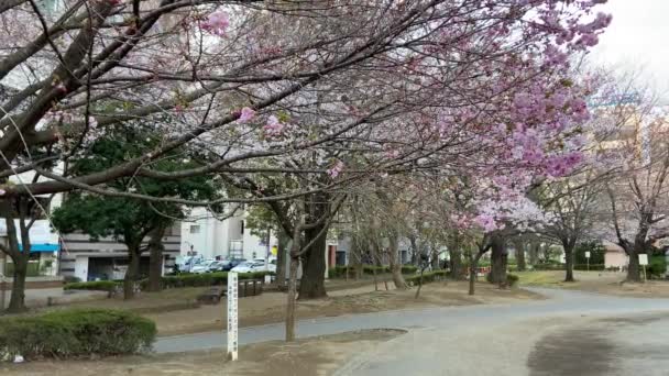 Třešňové Květy Japonsku Tokio — Stock video