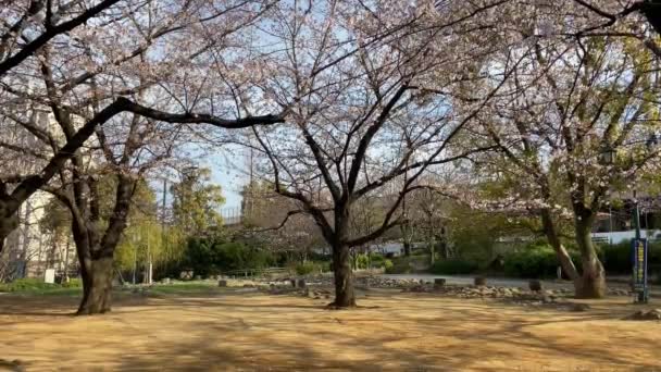 Flores Cereja Japão Tóquio — Vídeo de Stock