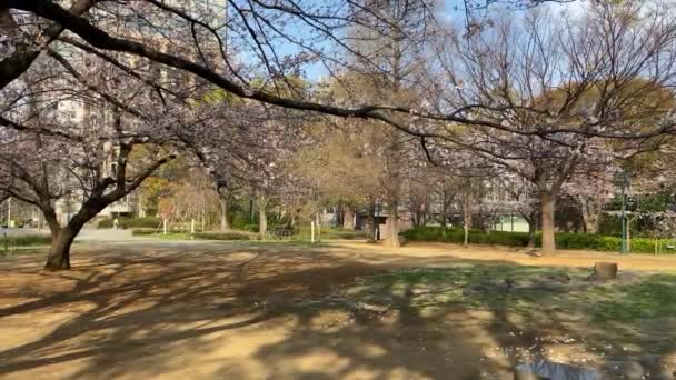 Fleurs Cerisier Tokyo Tokyo — Video