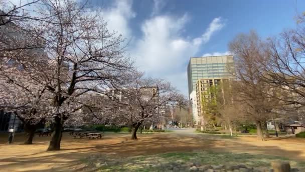 Flores Cerezo Japón Tokio — Vídeos de Stock