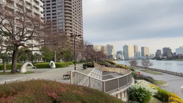 Cherry Blossoms Japan Tokyo — Stock Video