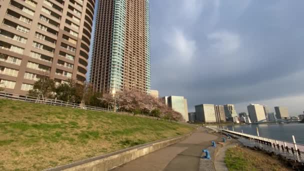 Kersenbloesems Japan Tokio — Stockvideo