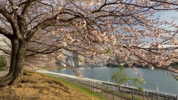 Flores Cerezo Japón Tokio — Vídeos de Stock