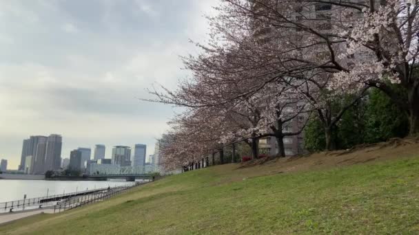 东京的樱花 — 图库视频影像