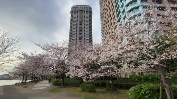 Cherry blossoms in Japan, Tokyo